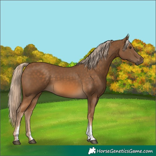 Horse Color:Chocolate Palomino Sabino 