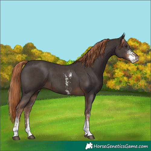 Horse Color:Liver Chestnut Sabino