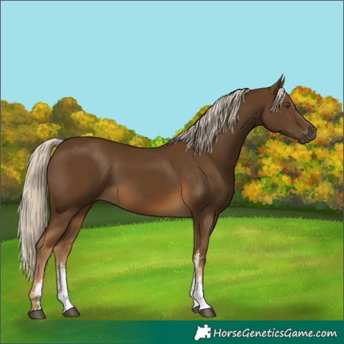 Horse Color:Chocolate Palomino Sabino 