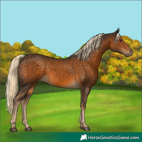 Horse Color:Chocolate Palomino