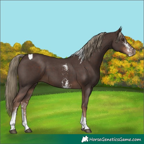 Horse Color:Liver Chestnut Sabino Tobiano 