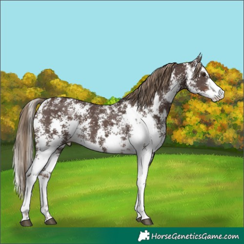 Horse Color:Liver Chestnut Sabino