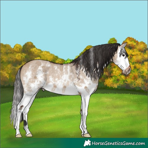 Horse Color:Brown Dun Sabino Splash 