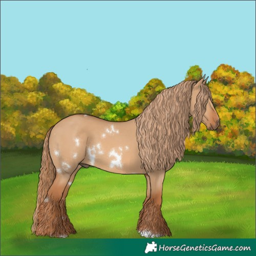 Horse Color:White Spotted Red Dun Rabicano 