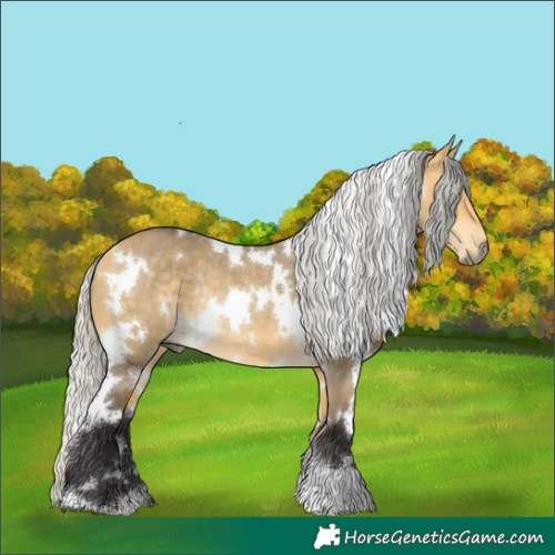 Horse Color:White Spotted Silver Buckskin Dun Rabicano