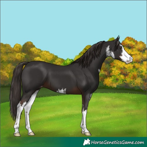 Horse Color:White Spotted Liver Chestnut Varnish 
