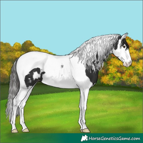 Horse Color:Liver Chestnut Splash Tobiano Blanket