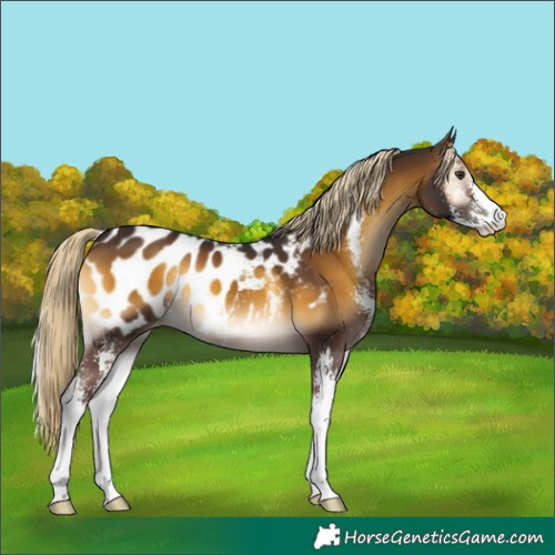 Horse Color:Chocolate Palomino Onyx Sabino Blanket 