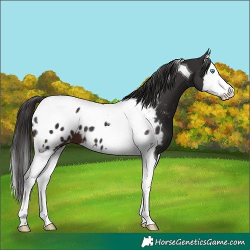 Horse Color:Liver Chestnut Splash Tobiano Blanket 