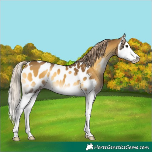 Horse Color:Chocolate Palomino Onyx Splash Blanket 