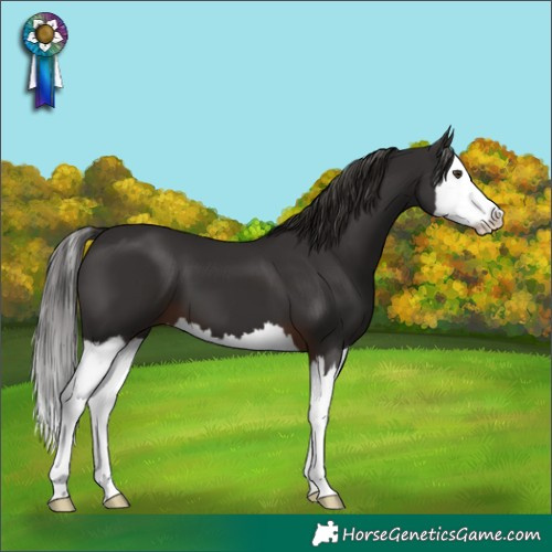 Horse Color:White Spotted Liver Chestnut Splash