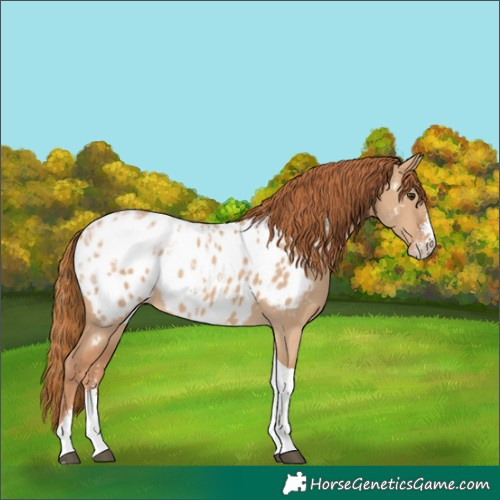 Horse Color:Red Dun Ice Sabino Tobiano Near Leopard Rabicano 