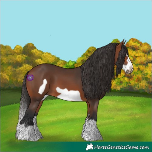 Horse Color:Bay Splash Frame