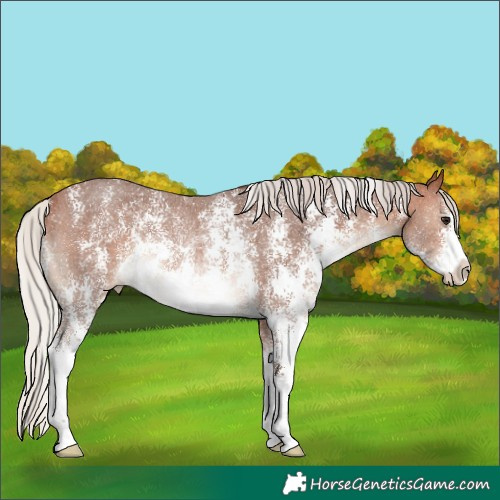 Horse Color:Silver Brown Sabino Varnish Rabicano 