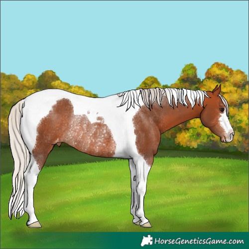 Horse Color:Silver Bay Tobiano Varnish Rabicano