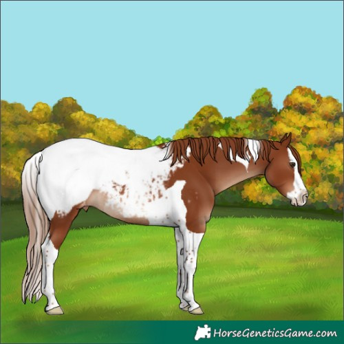Horse Color:Chestnut Splash Tobiano Snowcap Rabicano