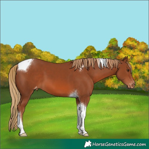 Horse Color:Chestnut Tobiano Varnish 