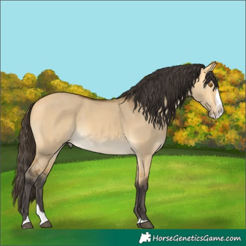 Horse Color:Buckskin Dun Splash 