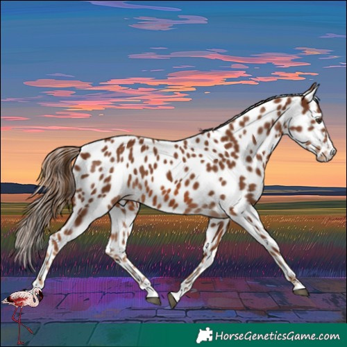 Horse Color:Chestnut Splash Leopard