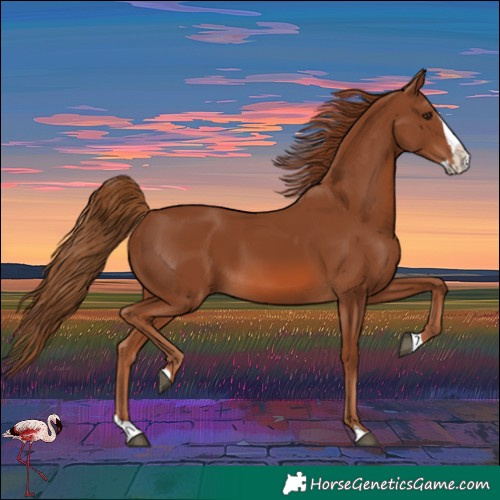 Horse Color:Chestnut Splash 