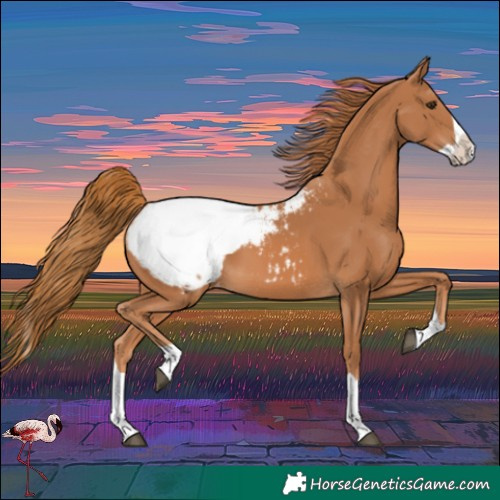 Horse Color:Chestnut Splash Snowcap 