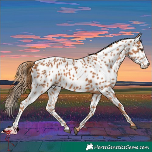 Horse Color:Chestnut Leopard