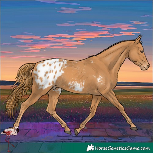 Horse Color:Chestnut Blanket