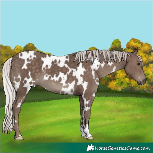 Horse Color:White Spotted Silver Black
