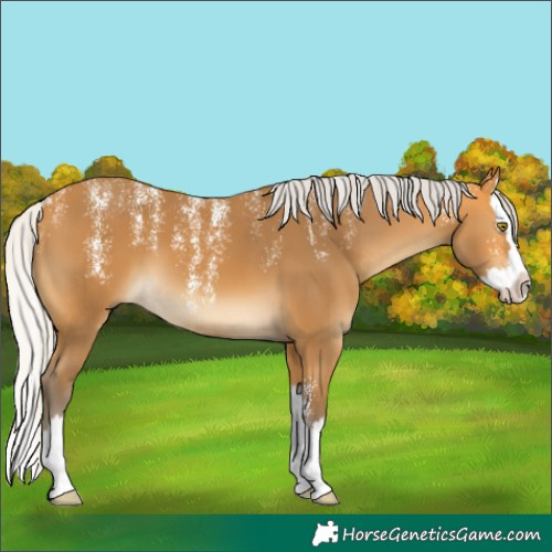 Horse Color:Powder White Silver Buckskin Splash