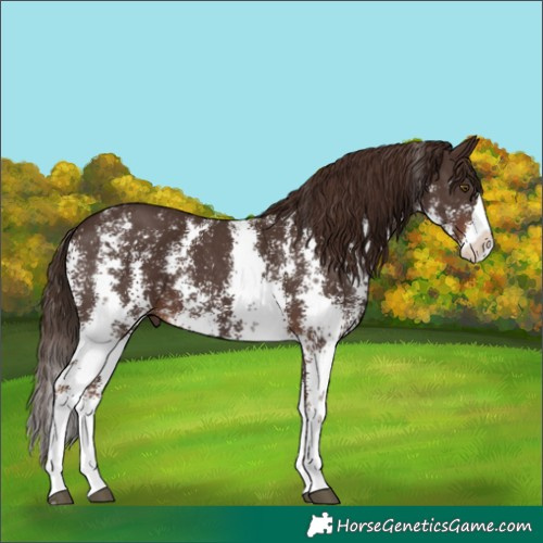 Horse Color:Liver Chestnut Sabino Splash