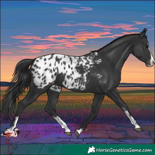 Horse Color:Black Sabino Splash Near Leopard