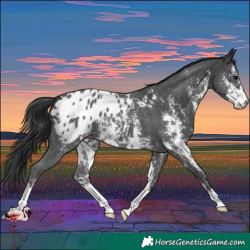 Horse Color:Black Sabino Blanket