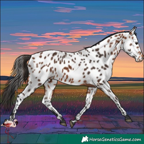 Horse Color:Bay Near Leopard