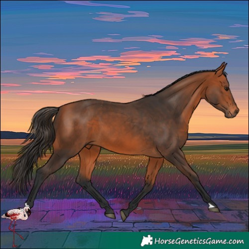 Horse Color:Bay 