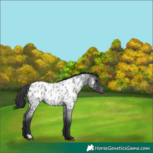 Horse Color:Blue Roan Blanket 