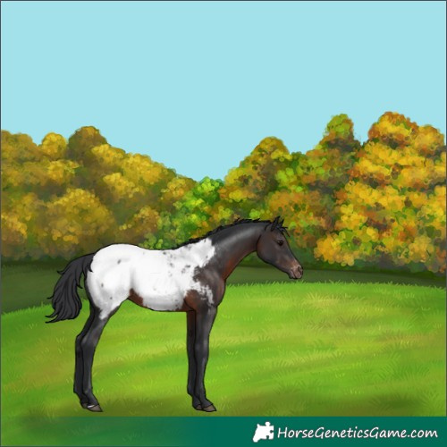 Horse Color:Brown Snowcap