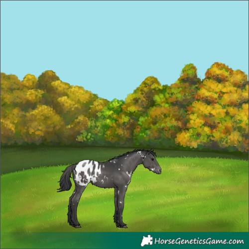 Horse Color:White Spotted Black Blanket