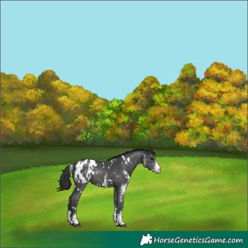 Horse Color:White Spotted Black Blanket 