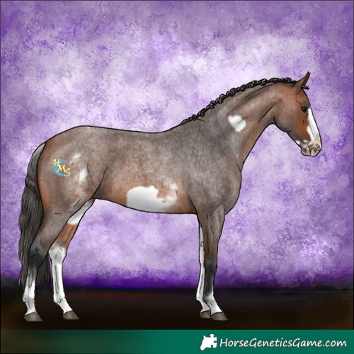 Horse Color:White Spotted Bay Roan Frame 