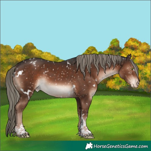 Horse Color:White Spotted Liver Chestnut Mushroom Sabino Snowflake Varnish