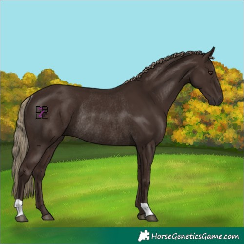Horse Color:Liver Chestnut Rabicano