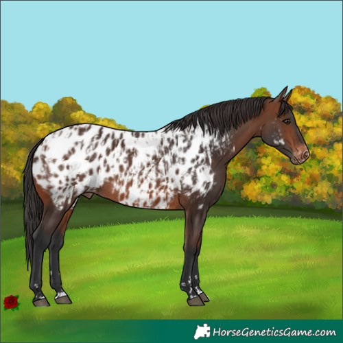 Horse Color:Brown Near Leopard Rabicano and Brown Near Leopard Rabicano