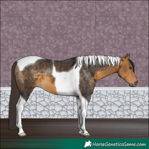 Horse Color:Buckskin Tobiano