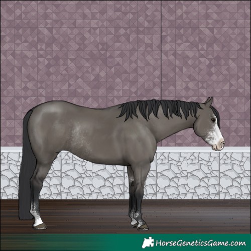 Horse Color:Grullo Sabino Rabicano 