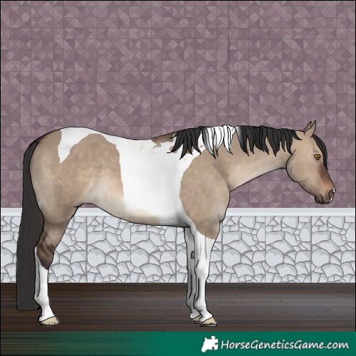 Horse Color:Brown Dun Tobiano