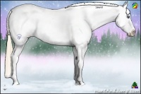 Horse Color:Perlino Appaloosa 