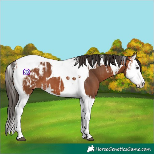 Horse Color:Bay Splash Tobiano Blanket  and Bay Splash Tobiano Blanket 