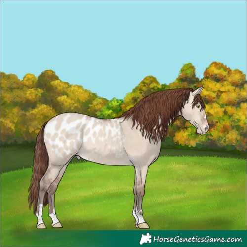 Horse Color:Amber Champagne Dun Blanket