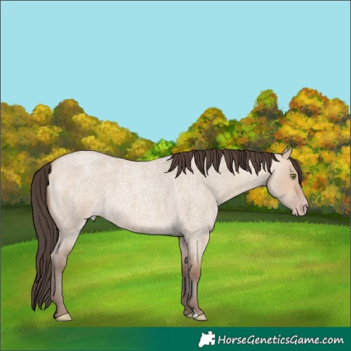 Horse Color:Amber Champagne Roan Dun