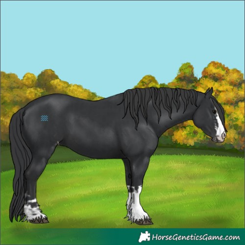 Horse Color:Black and Black Varnish